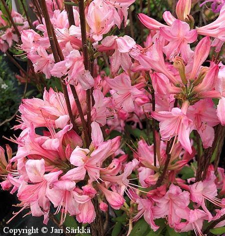 Rhododendron Lights-Ryhmä 'Candy Lights', revontuliatsalea